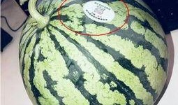 可以吃网红瓜的链接,跟随链接探寻热门话题背后的真相